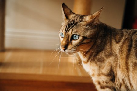 Téléchargez les photos : Beau chat élégant du Bengale. Portrait d'animal. Chat ludique. Le chat du Bengale est couché par terre. . Photo de haute qualité - en image libre de droit
