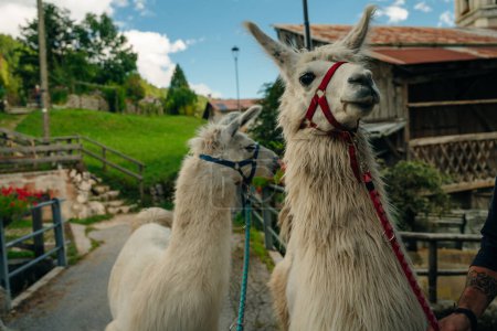 Foto de Llamas en pueblo alpino, dolomitas, italia. Foto de alta calidad - Imagen libre de derechos