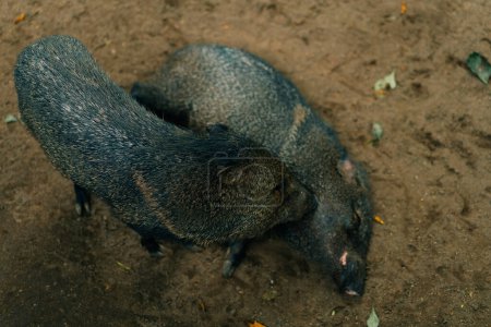 The wild boar is sleeping on the ground. High quality photo