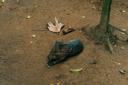 Das Wildschwein schläft auf dem Boden. Hochwertiges Foto