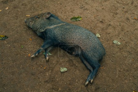 The wild boar is sleeping on the ground. High quality photo