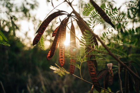 feuilles et gousses de graines de Gleditsia triacanthos inermis arbre sur le coucher du soleil. Photo de haute qualité