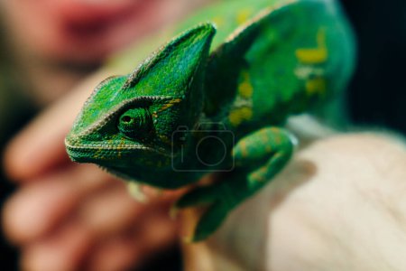 Colorful chameleon on hands on black background. High quality photo
