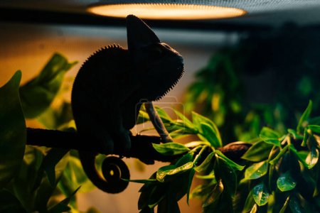 SILHOUETTE OF A CHAMELEON IN THE FOLIAGE. High quality photo