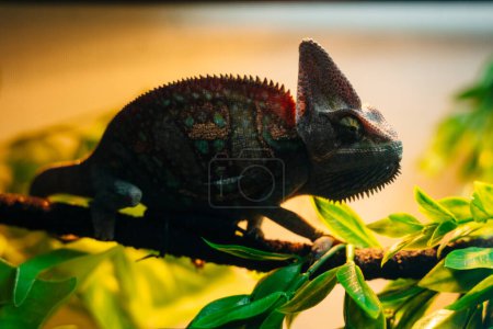 SILHOUETTE OF A CHAMELEON IN THE FOLIAGE. High quality photo