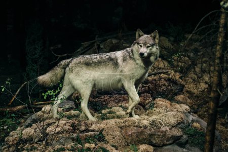 Aggressive wolf stuffed. High quality photo