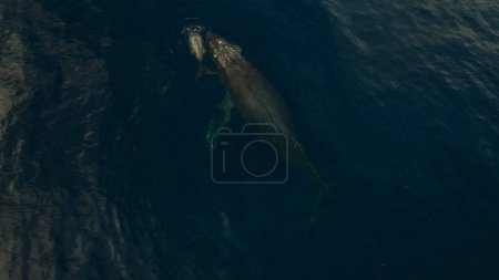 Humpback whales. aerial drone off the coast of Kapalua, Hawaii. Mother whale and her calf splash . High quality photo