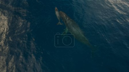 Ballenas jorobadas. dron aéreo frente a la costa de Kapalua, Hawái. Madre ballena y su salpicadura de ternera. Foto de alta calidad