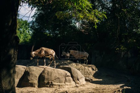 Téléchargez les photos : Blackbuck Antilope cervicapra dans un magnifique zoo dans le centre de la capitale mexicaine, Mexico. Photo de haute qualité - en image libre de droit