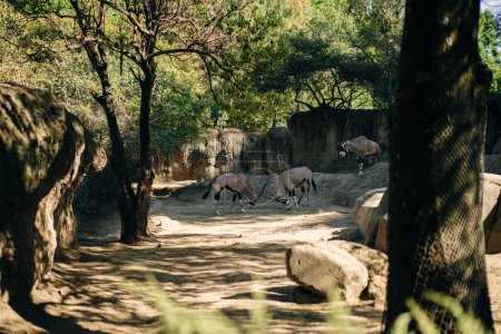 Blackbock Antilope cervicapra in einem schönen Zoo im Zentrum der mexikanischen Hauptstadt Mexiko-Stadt. Hochwertiges Foto
