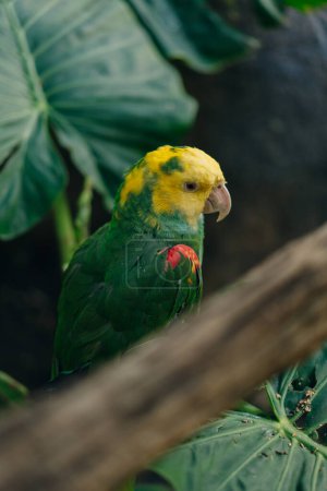 Yellow-green parrot next to the feeder. High quality photo