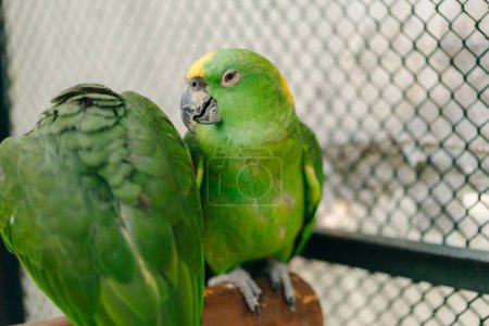 Żółto-zielona papuga obok karmnika. Wysokiej jakości zdjęcie