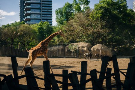 Beautiful giraffe and zebra in the zoo of the capital of Mexico. High quality photo