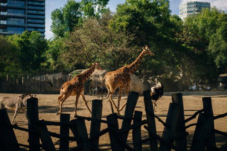 Beautiful giraffe and zebra in the zoo of the capital of Mexico. High quality photo
