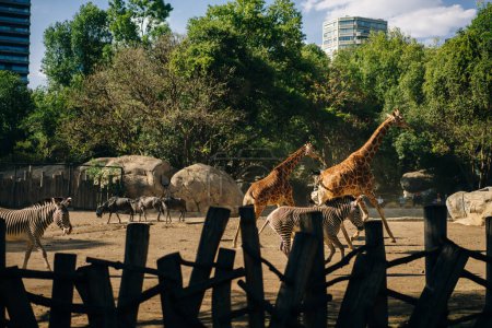 Hermosa jirafa y cebra en el zoológico de la capital de México. Foto de alta calidad