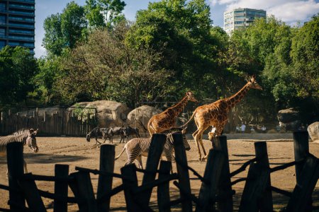 Hermosa jirafa y cebra en el zoológico de la capital de México. Foto de alta calidad