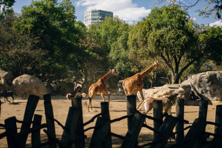 Schöne Giraffe und Zebra im Zoo der Hauptstadt von Mexiko. Hochwertiges Foto