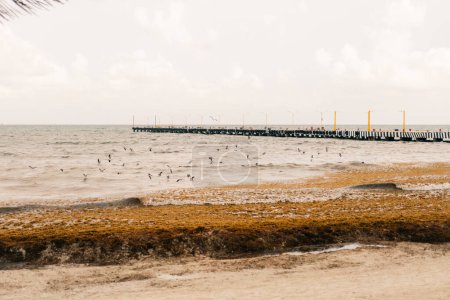 algas en playa del carmen, México mayo 2023. Foto de alta calidad