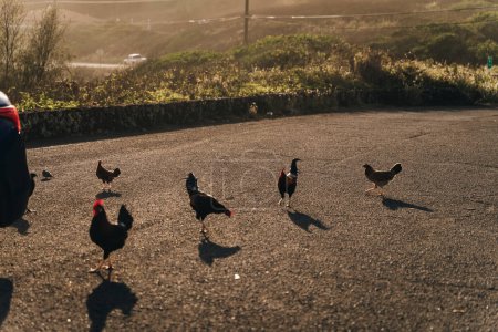 Wild roosters and chickens in Kauai. High quality photo