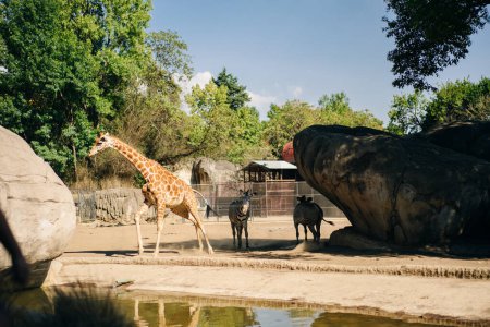 Schöne Giraffe und Zebra im Zoo der Hauptstadt von Mexiko. Hochwertiges Foto