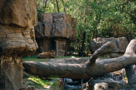 MEXIKO-STADT Bär im Zoo - Chapultepec ist einer der größten Stadtparks der westlichen Hemisphäre. Hochwertiges Foto