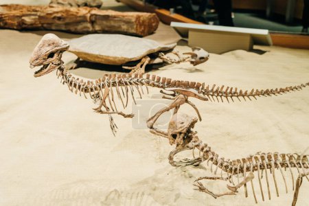 Téléchargez les photos : Drumheller, Canada - Mars 2023 Les visiteurs affluent aux expositions de dinosaures à l'entrée du Royal Tyrrell Museum. Photo de haute qualité - en image libre de droit