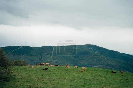 cows in the meadows of perenei in the north of spain. High quality photo