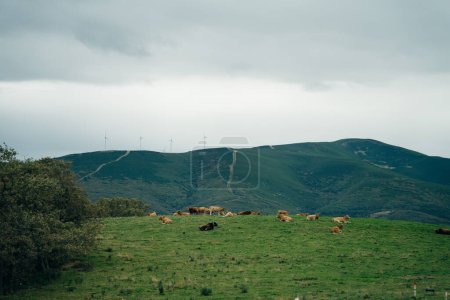 cows in the meadows of perenei in the north of spain. High quality photo