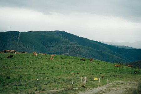 vaches dans les prés de perenei dans le nord de l'Espagne. Photo de haute qualité