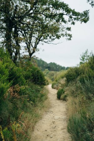 empty pilgrim trail in galicia, spain. High quality photo