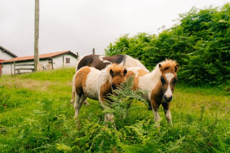 Pferde auf den Feldern der Pyrenäen. Hochwertiges Foto