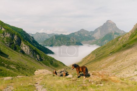 horses in the fields in the Pyrenees. High quality photo