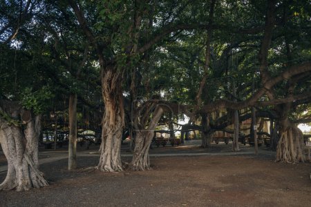 Lahaina, HI, USA - 03.09.2023 - The Worlds Largest Banyan Tree - Lahaina, HI MAUI. Photo de haute qualité