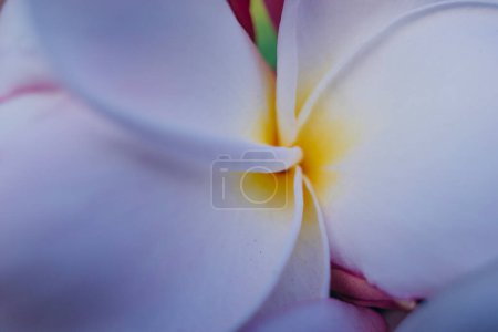 Téléchargez les photos : Des fleurs de Frangipani. Photo de haute qualité - en image libre de droit