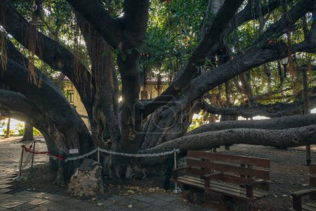 Lahaina, HI, Estados Unidos - 03.09.2023 - El árbol de Banyan más grande del mundo - Lahaina, HI MAUI. Foto de alta calidad