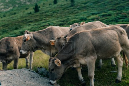 gray cows in the pyrenees. High quality photo