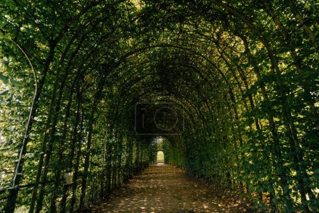 Überdachter Gehweg, Alnwick Gardens, Northumberland - Vereinigtes Königreich. Hochwertiges Foto