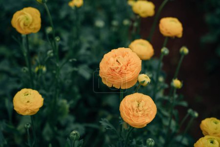 gelbe Rose Damascena Felder im türkischen Gewächshaus. Hochwertiges Foto