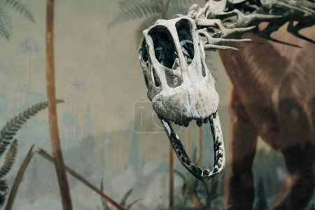 DRUMHELLER, ALBERTA - mai 2022 - Tricératops se préparant à se défendre, Musée Royal Tyrrell. Photo de haute qualité