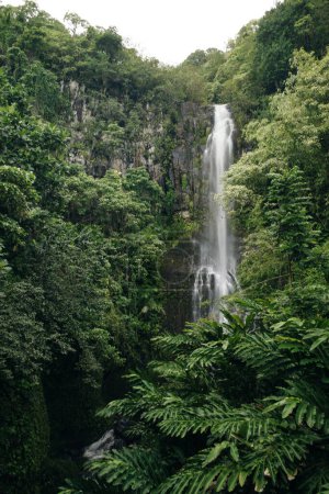 Téléchargez les photos : Wailua tombe sur Maui, en cascade à 80 pieds dans la jungle. Photo de haute qualité - en image libre de droit