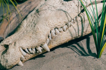Archäologische Ausgrabung eines Krokodilskeletts im Sand. Hochwertiges Foto