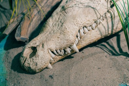 Foto de Excavación arqueológica de un esqueleto de cocodrilo enterrado en la arena. Foto de alta calidad - Imagen libre de derechos