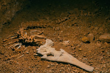 Archäologische Ausgrabung eines Krokodilskeletts im Sand. Hochwertiges Foto