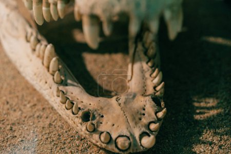 Archaeology excavation of a crocodile skeleton bury in the sand. High quality photo