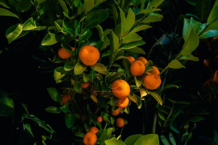 small orange clementine mandarin tangerine in fruit tree orchard. High quality photo