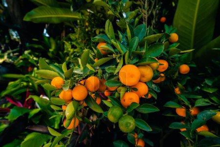 petite mandarine clémentine orange mandarine dans verger fruitier. Photo de haute qualité