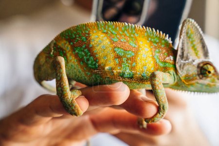 Chameleon close up. Multicolor Beautiful Chameleon closeup reptile with colorful bright skin on the hand. High quality photo