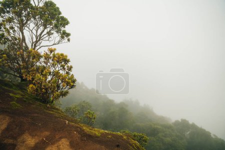 Kalalau Lookout is a Popular lookout point for picturesque panoramas over the Kalalau Valley. High quality photo