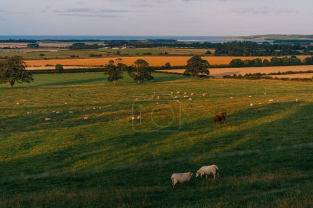 vacas en los prados de Inglaterra. Foto de alta calidad