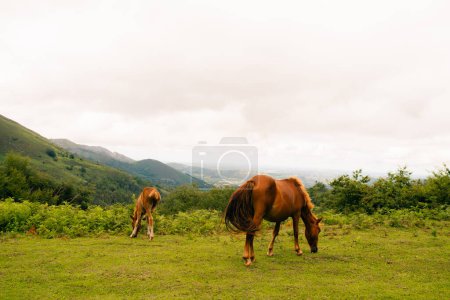 Pyrenees mountain with mountain horses, Catalonia, Spain. High quality photo